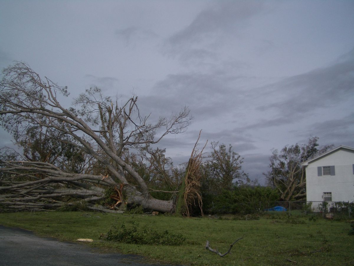 A big tree blown over on Sample Road in Coral Springs the day Hurricane Wilma came through, October 2005
