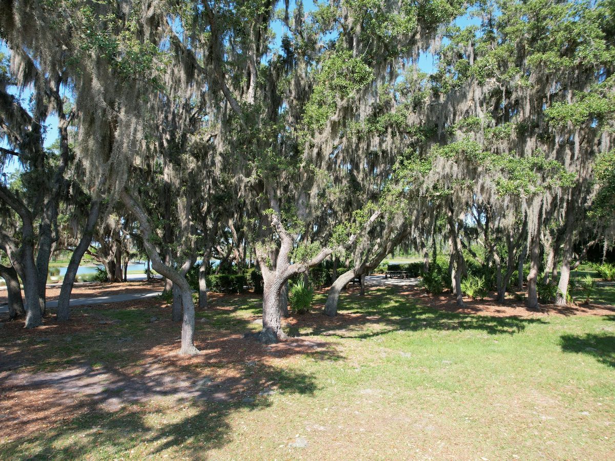 Live oaks hung with Spanish moss along a park path at Cunningham Park, Odessa, a lake behind them
