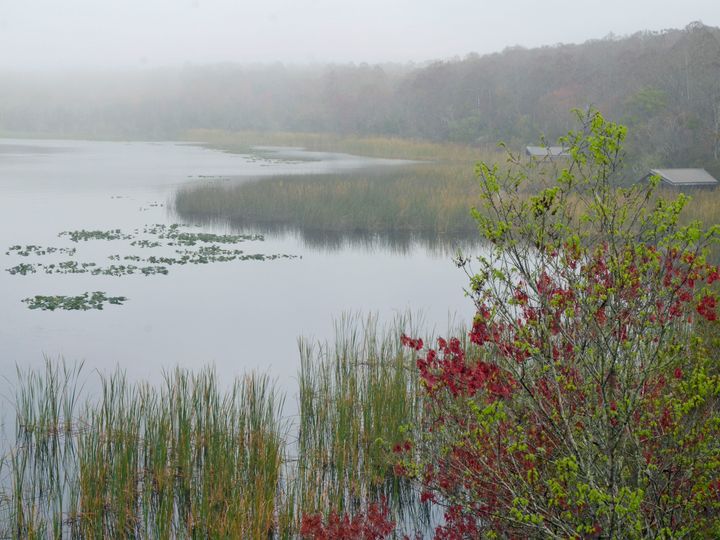 Morning fog over Lake Tarpon, lily pads and reeds at the water’s edge and a red-leafed shrub in front